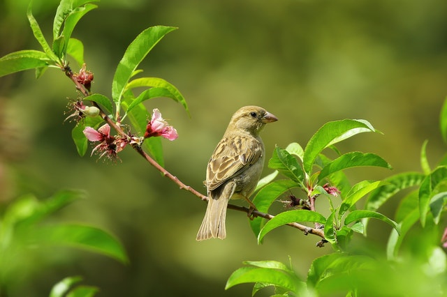 Which hedge is right for your garden?